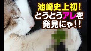 【猫動画】池崎史上初！とうとうアレを発見にゃ！！〜にゃんともパレード〜#177