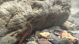 ヘビトンボの水中映像　高校生物実験