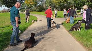 Junghunde und Fortgeschrittene in der Hundeschule