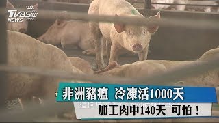 非洲豬瘟可怕！冷凍活1000天、加工肉中140天