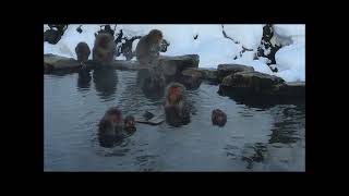 SNOW MONKEY RESORTS（地獄谷野猿公苑）いい湯だな♪