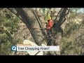 Sacramento Cracking Down On Tree Trimmers