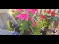 how to care poinsettia repotting poinsettia plant