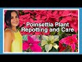 How to Care Poinsettia | Repotting Poinsettia Plant