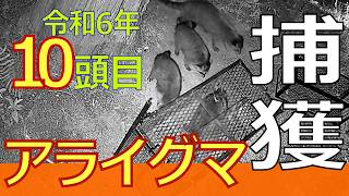 【アライグマ】捕獲成功　昨年10頭目　令和6年9月7日（土）