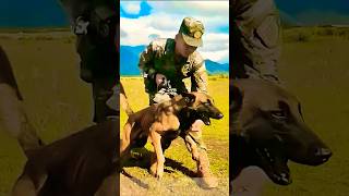 🔥 Warrior Training: Protecting Your Owner” #dog #germanshepherd #k9 #dogtraining #doberman #k9s