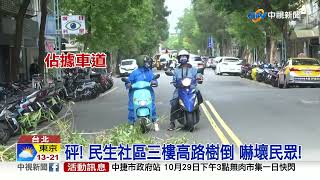 驚險! 民生社區3層樓高路樹倒塌 幸無砸中人車│中視新聞 20221028