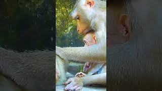 Beautiful baby monkey, Baby Leo #monkey #animal #fyp #love #foryou #foryoupage #video #Nice #good