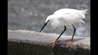 婚姻色のコサギ(Little Eglet)のエサ取り