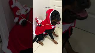 DO YOU LIKE IT?? @nalatheneedyrottie #rottweiler