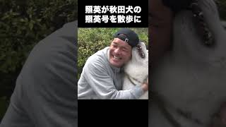 照英が秋田犬の照英号と散歩したら思い切りヤンチャで可愛かった！