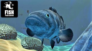 Fish feed & grow gameplay Hard mode Indonesia