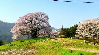 🟡﻿【突撃カメラマン】「新日本名木百選❗️」ー 里山の千年桜『🌸醍醐桜』がある山里を訪れる❣️ ー