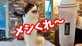 【保護猫】ご飯が待ちきれない猫　早くくれ！の圧が強すぎる腹ペコ大魔王【しゃべる猫】