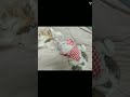 シーズー犬 かのんの日常 可愛すぎるお昼寝わんこ 〖 cat like dog〗