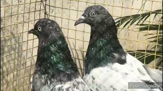 Ambarsare Chapdaar Zeere Kabootar || High-flying Pigeons Old Breeds || Kabootarbazi 🕊