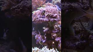Coral Reefs: A Vital Part of the Ocean Ecosystem| Marine life| Ocean Creatures| Nature Video| Short