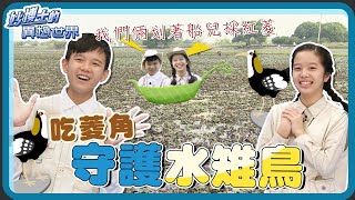 【妙博士的異想世界】20201222 - 凌波仙子 - 水雉