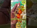 இந்த தக்காளி பார்த்து இருக்கீங்களா குடம் தக்காளி kudam thakkali gardening arun maadi_thottam