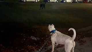 Loose Cane corso attacks dogo argentino and regrets it  #tyson  #dogoargentino