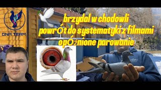 🕊Opóźnione parowanie / gołąb z tym czymś / PZHGP 0245🕊