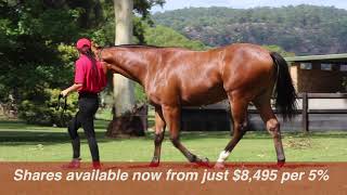 Epaulette ex Riverina Red colt parade