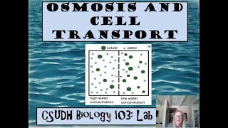 CSUDH Biology 103 Osmosis and Cell Transport Lab