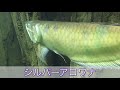 息子制作　生き物動画「シルバーアロワナ」