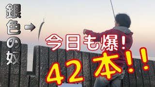 【釣り 太刀魚 テンヤ】太刀魚絶好調❗️１時間釣れ続け大爆釣！【誰でも簡単に釣れます！ 】