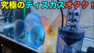 【熱帯魚】公開！！ディスカスオタクの部屋が凄すぎた！【アクアリウム】