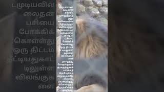 ஏமாற்றிய சிங்கம்