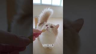 这么可爱的小奶猫也会有尴尬期吗#萌宠出道计划 #这也太可爱了吧 #喵星人 #小奶猫 #小奶猫的成长日记