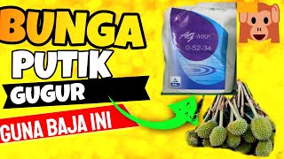 BUNGA PUTIK DURIAN ASYIK GUGUR INI CARA ATASI DAN RAWAT