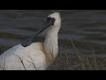 鰲鼓濕地千島湖黑琵4k the morning of qiandao lake in aogu wetland