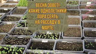 Весна зовет! Какие однолетники пора сеять на рассаду в марте, чтобы украсить сад буйством красок.