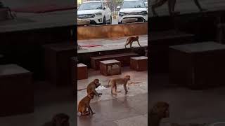 குரங்கு கூட்டம் #shortvideo #shortsfeed  #shortsvideo  #monkey #monkeys #