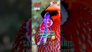 The Vivid Jewel of the Himalayas Satyr Tragopan 🤯🥰 #viral #shorts #nature