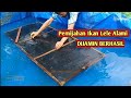 PEMIJAHAN IKAN LELE LENGKAP DARI PEMILIHAN INDUKAN SAMPAI PERAWATAN LARVA, STEP BY STEP