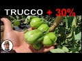 Con questo trucco aumenterete del 30% il raccolto delle vostre piante di pomodoro