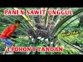 PANEN BUAH SAWIT 1 POHON 8 TANDAN