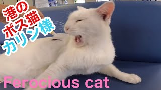 港のボス猫カリン様‼️綺麗な真っ白ボディーにブラッシング Ferocious cat