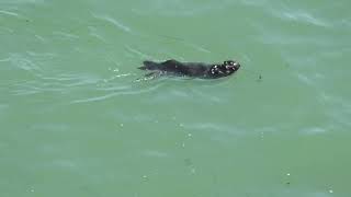 【フリー動画】一度は絶滅した北海道の野生のラッコの生息地・泳ぐシーン