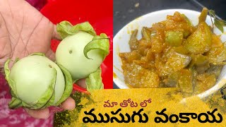 మా garden లో కోసిన ముసుగు వంకాయ తో  curry @greenhome333 #cooking #youtube #newvideo #organic #brinjal