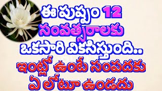 ఈ పుష్పం 12 సంవత్సరాలకు ఒకసారి వికసిస్తుంది ఇంట్లో ఉంటే సంపదకు ఏ లోటూ ఉండదు/Astro Tips #mytvbhakti