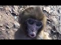 ,njdjsbm,nmonkey,monkeu,kunswar,monkey 1080p