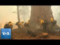 Firefighters Set Small Fires to Protect Giant Sequoias From California Fires