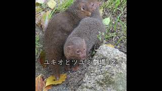 ユキオとツユミ劇場 コビトマングース Dwarf mongoose 天王寺動物園