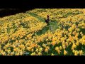 蔵王えぼしすいせん祭り　zao eboshi daffodil festival 2016