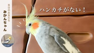 空っぽの引き出し/クモさんと仲良し/秋のイチジク/お友だちが来たよ！ オカメインコこはくさん