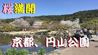 桜満開、京都、円山公園です。